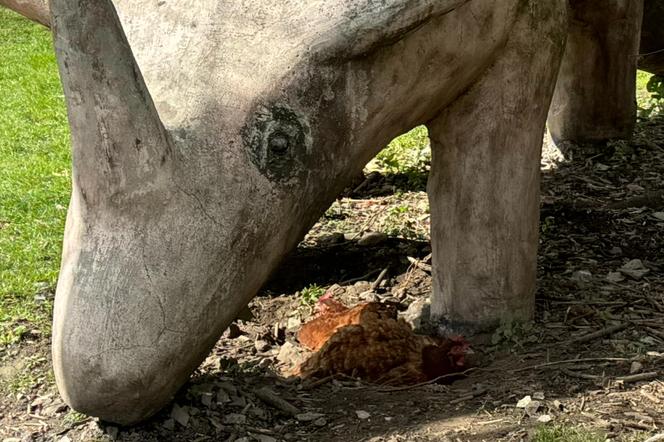 W Łęcznej znajdziecie najdziwniejszych park jurajski w Polsce. Zobacz zdjęcia!