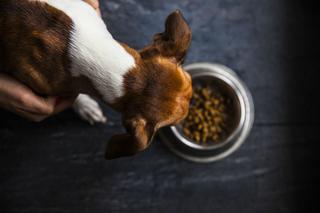 Jak pies powinien jeść? Profesjonalny poradnik