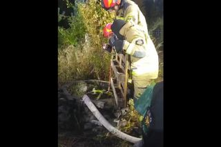 Sensacja w Barwinku. Pies i lis uwięzienione razem w studni! Niesamowita akcja strażaków