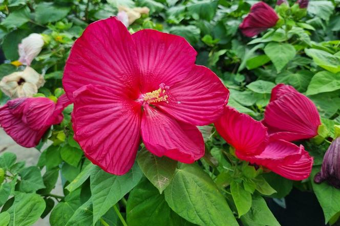 Hibiskus bagienny