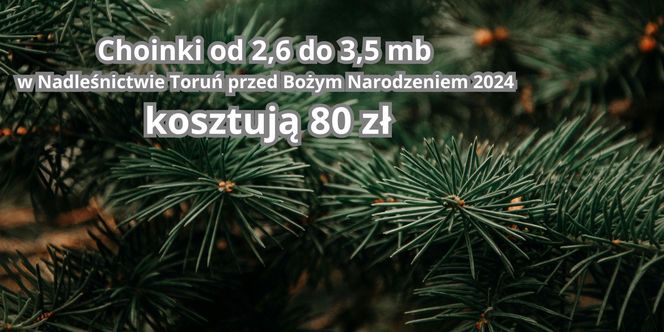 Tu sprzedają najtańsze choinki w województwie kujawsko-pomorskim. Można wybrać samemu!