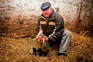 Mika urodziła 16-sto raczki