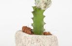 Wilczomlecz mleczny 'Cristata'