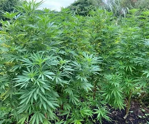 Pielęgnował konopie na polanie. Policjanci już na niego czekali