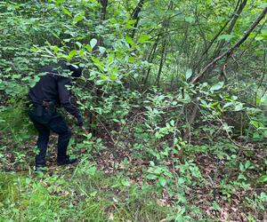 Ukraina/ Zaginiona dwulatka odnaleziona po czterech dniach spędzonych samotnie w lesie