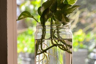 Rozmnażanie roślin doniczkowych