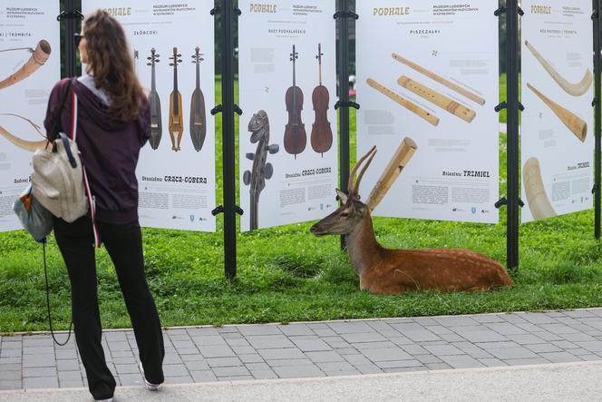 Łanie i jelenie w Zakopanem