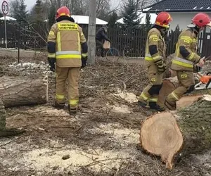 Tragiczny finał wycinki drzew pod Grudziądzem. Drzewo zabiło rolnika!