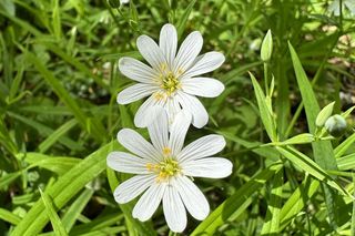 Park Repecki może stać się rezerwatem przyrody