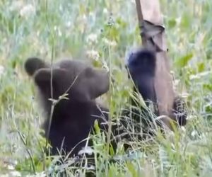 Bieszczadzkie misie lubią technologie