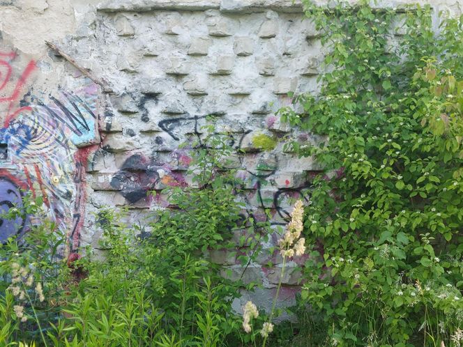 Opuszczona owczarnia w Fordonie. Obcym nie jest łatwo tam trafić. Legendy mówią, że kiedyś rządzili tam sataniści 