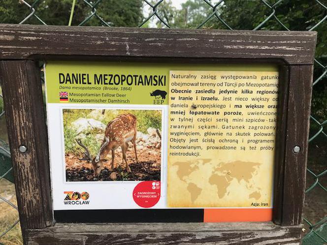 Daniele Mezopotamskie