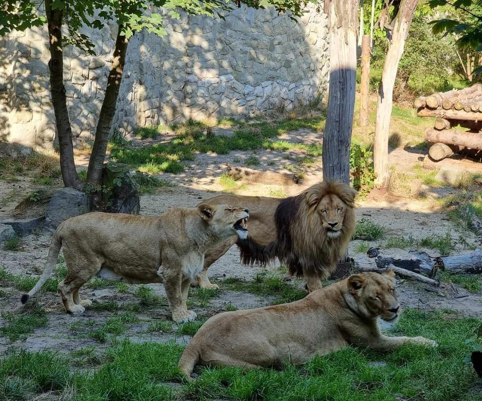 Śląski Ogród Zoologiczny w Chorzowie w tym roku kończy 65 lat