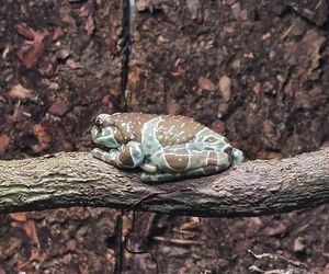 W pawilonie Lasu Deszczowego w Śląskim Ogrodzie Zoologicznym pojawili się nowi mieszkańcy