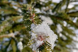 Tanie choinki w okolicach Olsztyna 2024. Kiedy i gdzie można kupić? Jakie ceny?