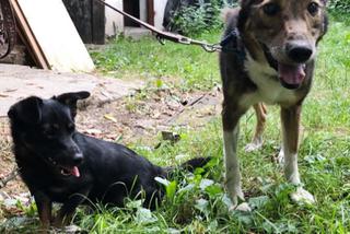Psy do adopcji Starachowice 