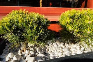 Jakie rośliny posadzić w skrzyniach razem z niskimi iglakami? Radzi ekspert