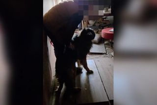 Psy w tragicznych warunkach