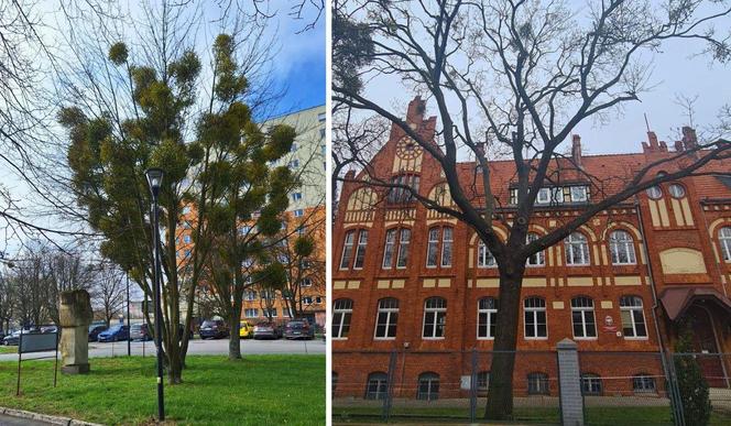 Te stare bydgoskie drzewa są w fatalnej kondycji. Dostaną drugą szansę, zajmie się nimi arborysta 