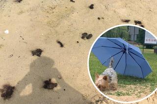 Plaża w Wąsoczu jest piękna, choć na chwilę obecną... bardzo brudna