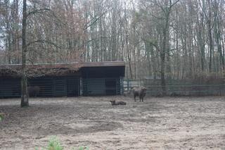 Zoo w Poznaniu zimą