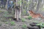Tygrys dręczony kijem w zoo. Poszukiwany mężczyzna sam zgłosił się na komisariat