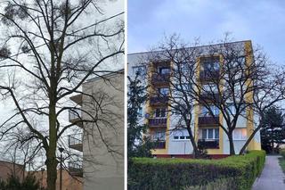 Te stare bydgoskie drzewa są w fatalnej kondycji. Dostaną drugą szansę, zajmie się nimi arborysta 