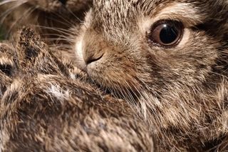 Mały zajączek na SORZ-e w Oławie