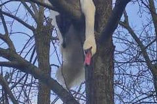 Smolajny. Łabędź utknął na drzewie. Uratowali go strażacy [ZDJĘCIA] Wybierz zdjęcie dla listingów