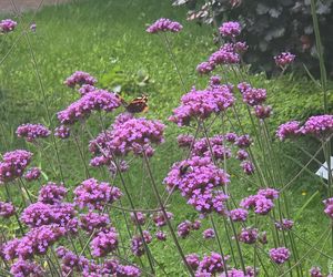 Letni spacer w zielonym sercu Bydgoszczy. Ogród Botaniczny UKW zaprasza!