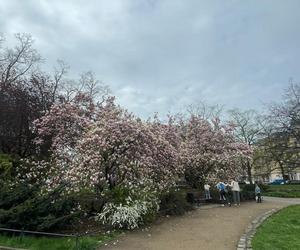 Szlak magnolii w Szczecinie