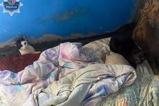 W tak tragicznych warunkach trzymali koty w domu. Dwie osoby usłyszały zarzuty 