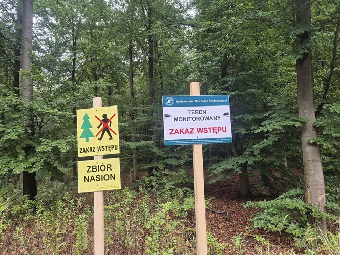 Nasiona tych drzew leśnicy zbierają raz na pięć lat. W miejscach zbioru ZAKAZ wejscia do lasu