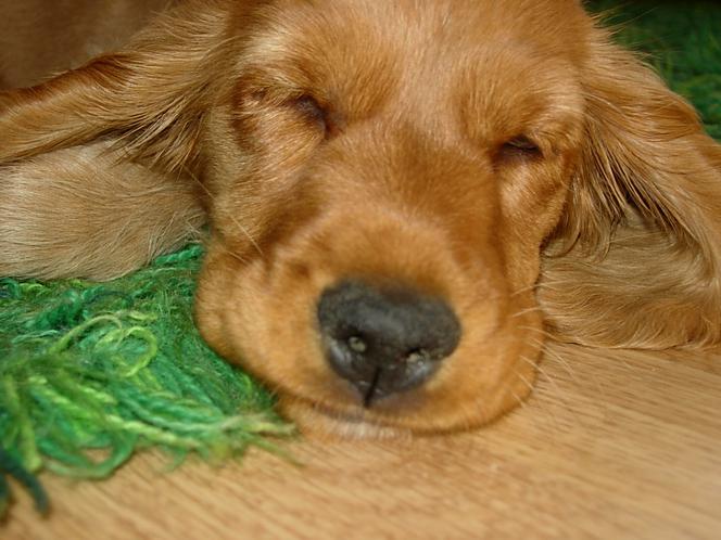 Wasz psiak może zostać gwiazdą. Kręcą teledysk z okazji Dnia Psa!