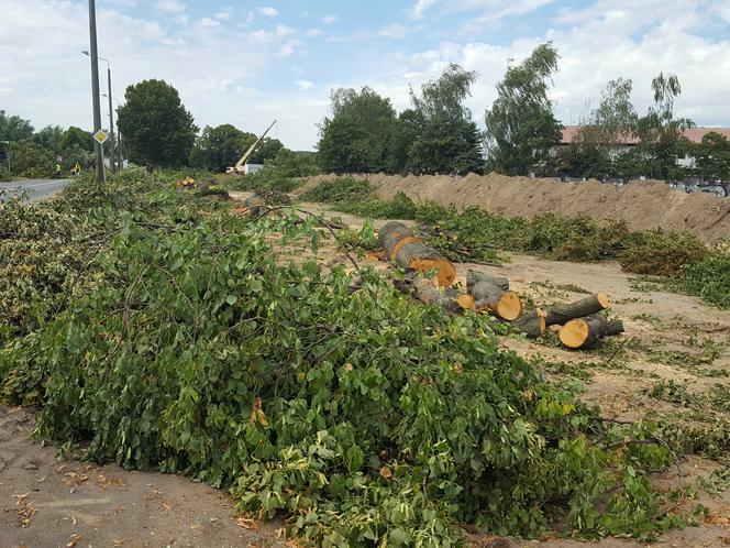 Były starsze od niejednego mieszkańca Leszna.  Z ul. Szybowników znikają dorodne lipy