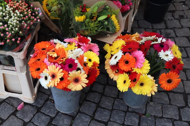 Gerbera - Skorpion