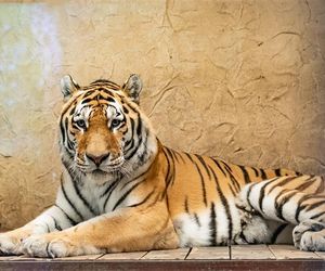 Nowy mieszkaniec w zoo w Chorzowie. Poznajcie tygrysa Tibera
