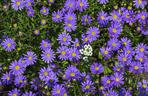 Aster alpejski