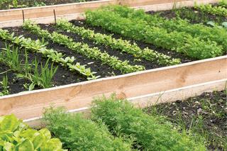 Sadzenie warzyw w skrzyniach, czyli jak zrobić warzywnik w skrzyniach krok po kroku