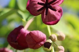 Najpiękniejsze pnącza do ogrodu. Zdjęcia