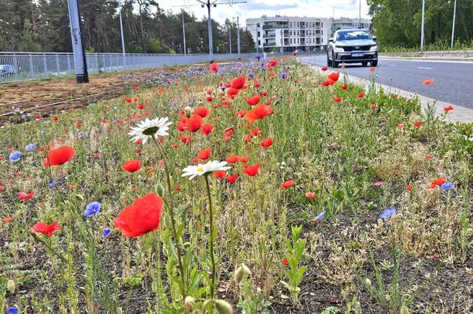 Kwietne łąki w Toruniu. MZK chwali się estetycznymi i ekologicznymi walorami
