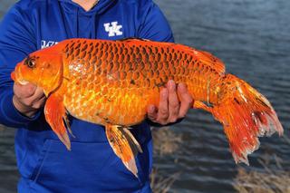 Największa złota rybka świata