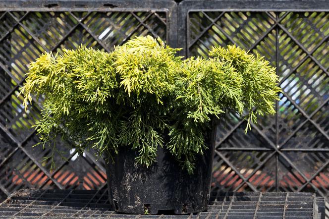 Jałowiec Pfitzera 'Gold Star' - Juniperus pfitzeriana 'Gold Star'
