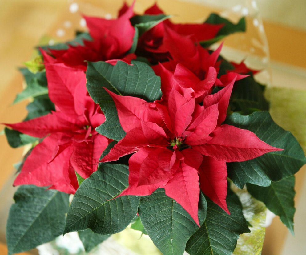 Pielęgnacja gwiazdy betlejemskiej jesienią