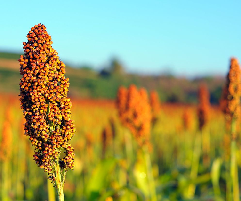 Sorgo może stanowić w kuchni zamiennik ziemniaków lub ryżu.