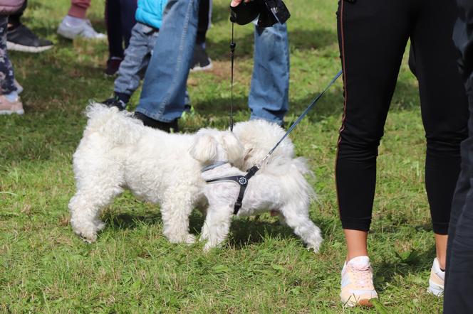 IX Piknik Przyjaciół Schroniska w Toruniu