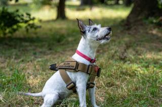 Oto psi funkcjonariusze z Warszawy! Na czym polega ich praca? 