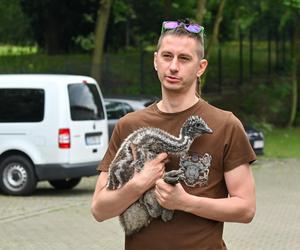 Pisklęta emu zamieszkają w poznańskim ZOO 