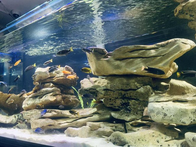 Rozmawiamy z Tomaszem Wiśniewskim, założycielem Aqua Dreams Bydgoszcz