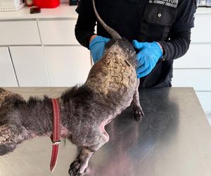 Studentka prawa nie pomogła psu